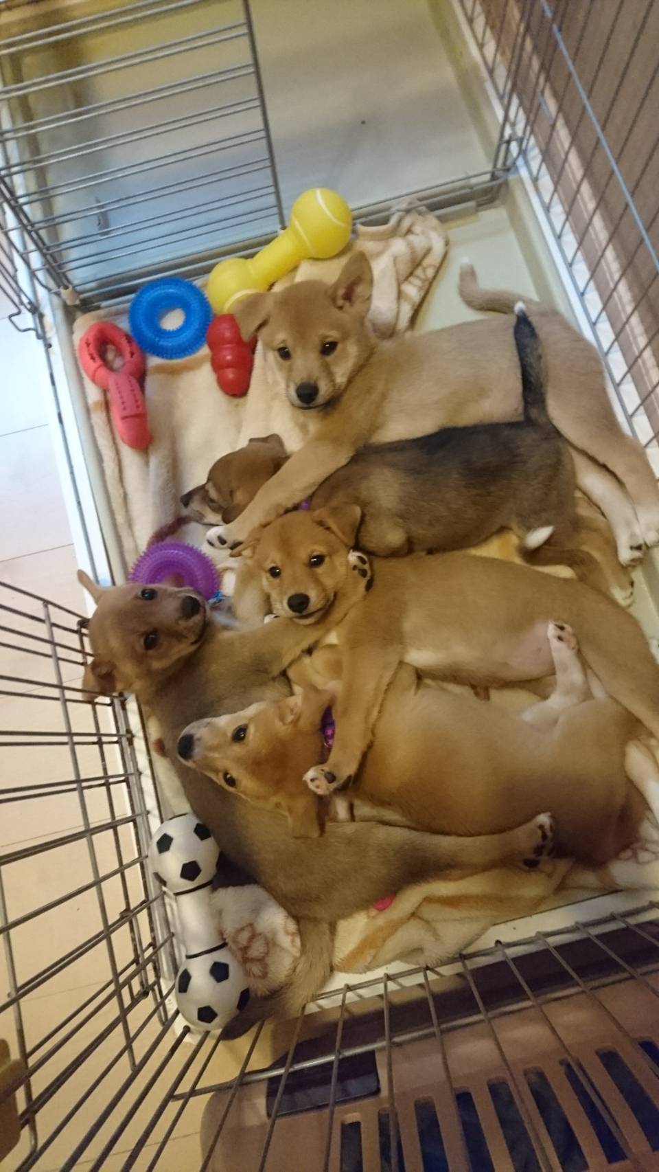 犬猫の里親募集 Npo法人わんハート 尊い命達と共に
