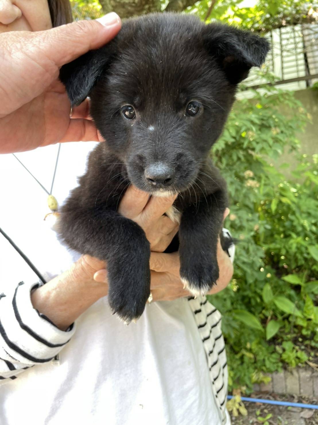 犬猫の里親募集 Npo法人わんハート 尊い命達と共に