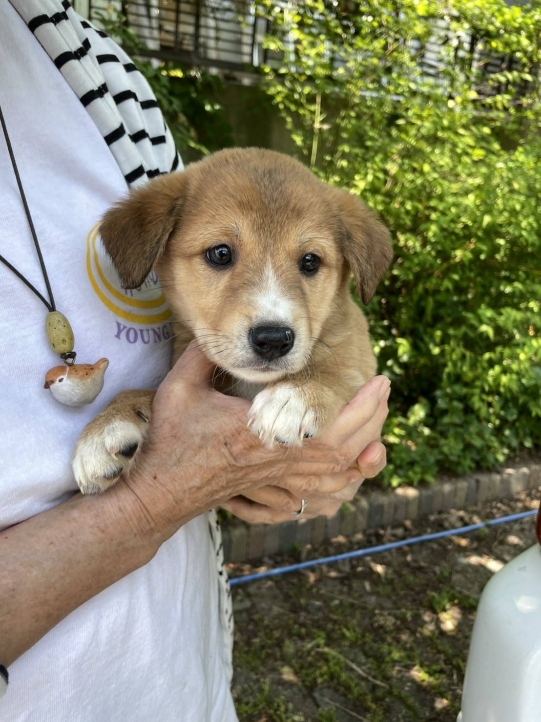 犬猫の里親募集 Npo法人わんハート 尊い命達と共に