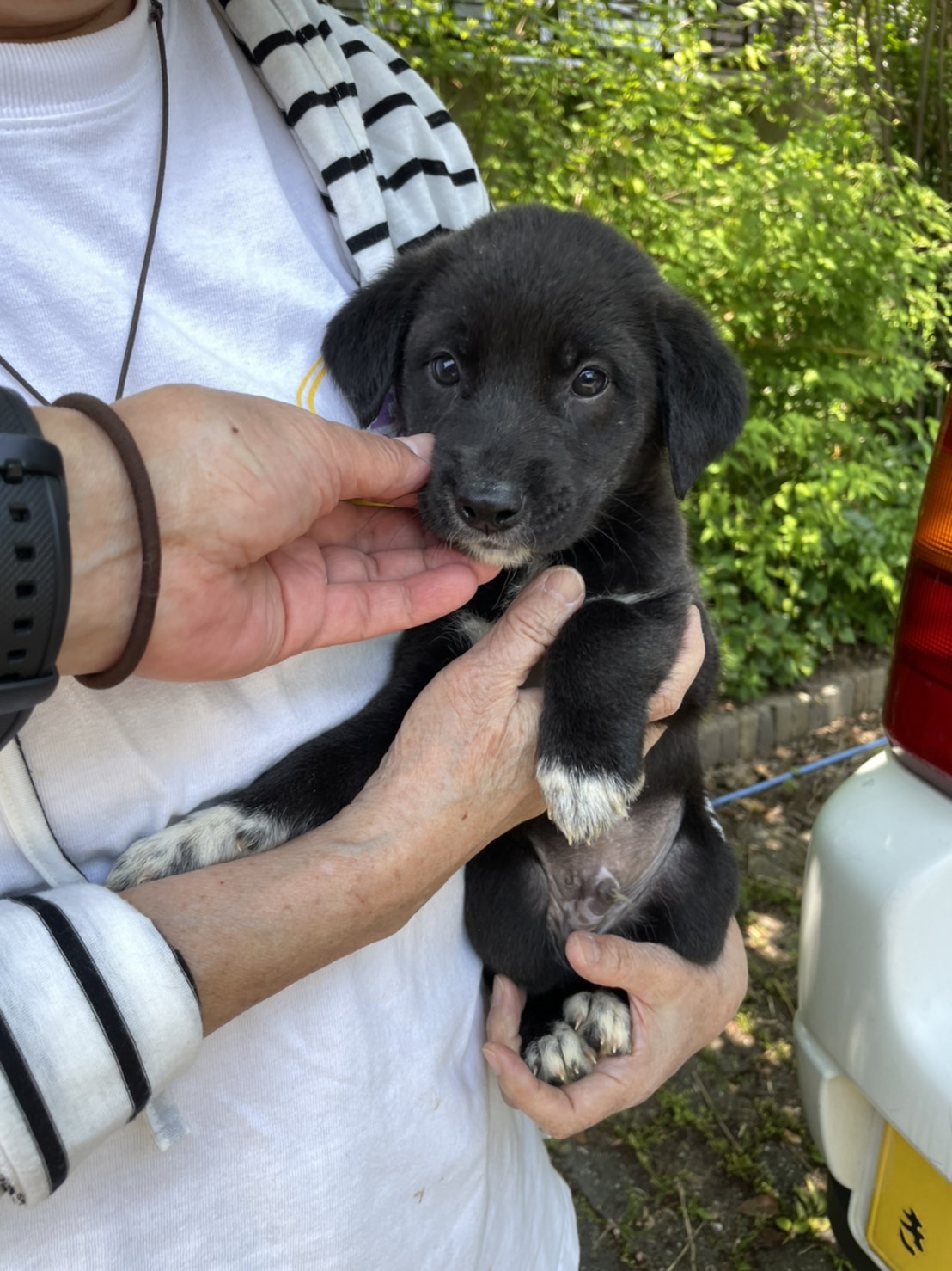 犬猫の里親募集 Npo法人わんハート 尊い命達と共に
